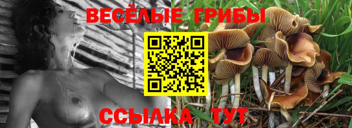 Псилоцибиновые грибы GOLDEN TEACHER  Псилоцибиновые грибы GOLDEN TEACHER  Вход с VPN  где можно купить наркотик  Черняховск 